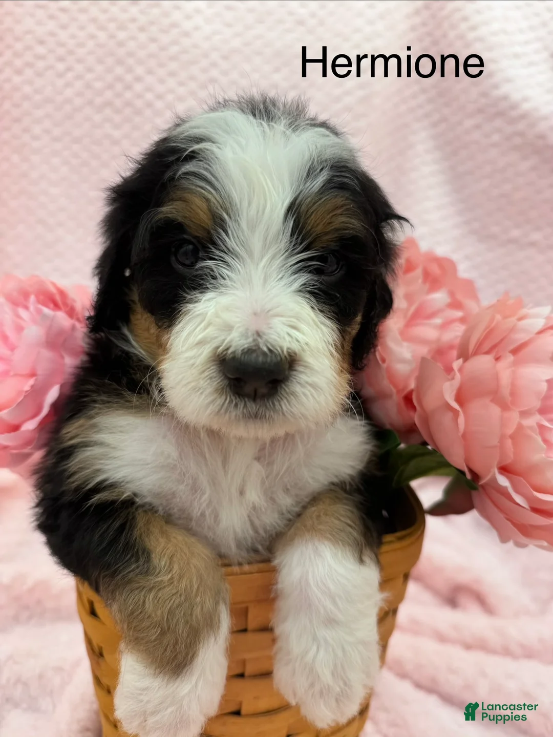 Bernedoodle dogs for sale: Bernedoodle Puppy 9 - Ad 1