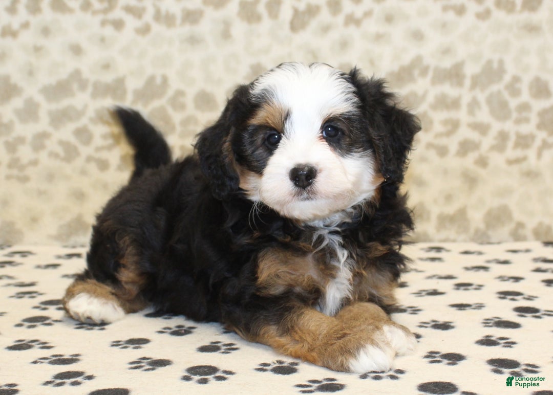 Mini Bernedoodle dogs for sale: Nate - Ad 19