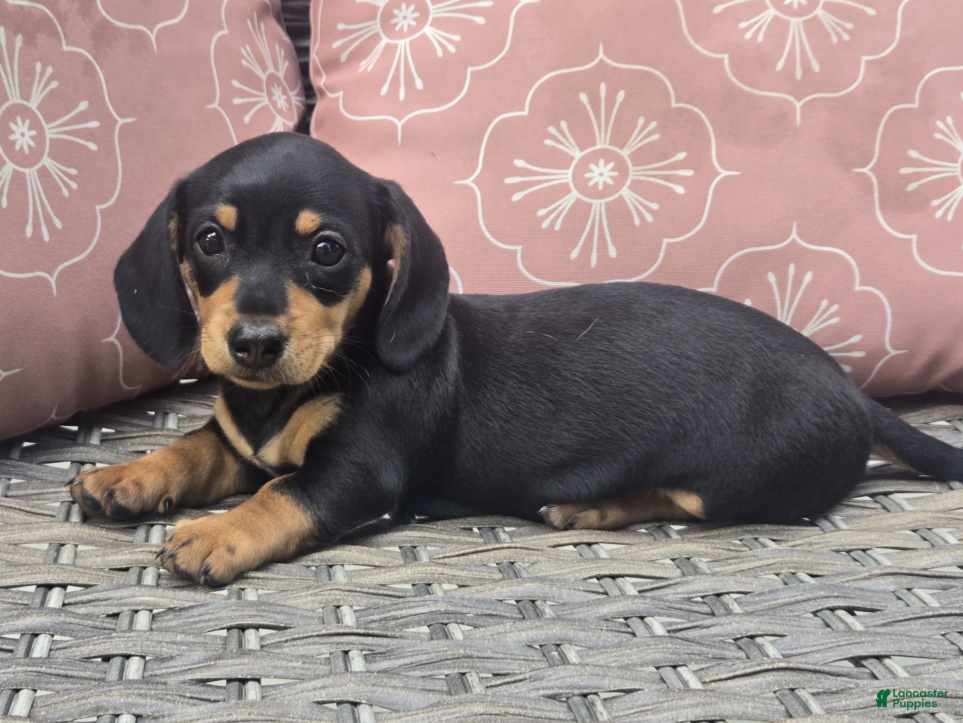 Dachshund dogs Callie  - Ad 1