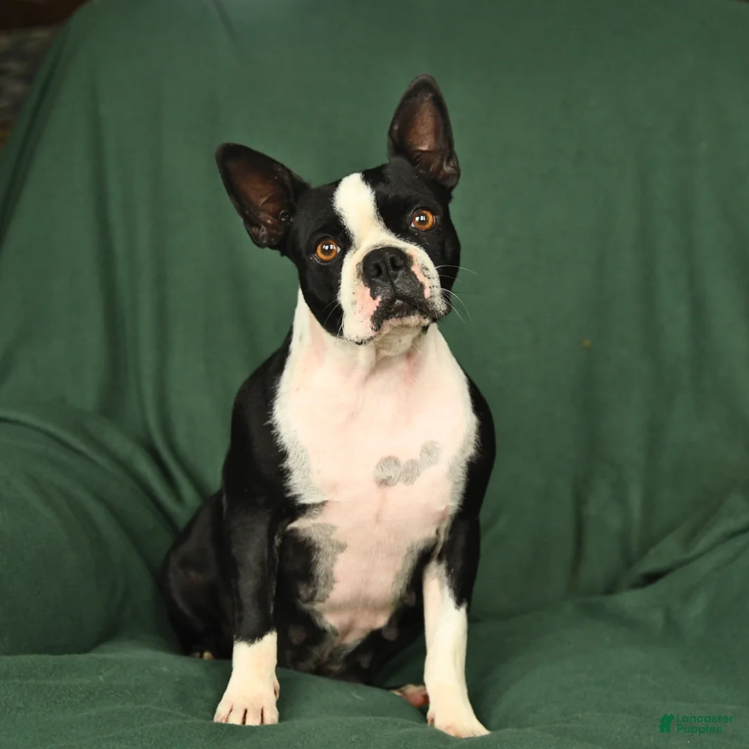 Boston Terrier dogs for sale: Barkley - Ad 6