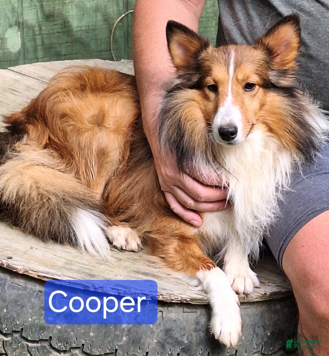 Shetland Sheepdog dogs for sale: Shetland Sheepdog Puppy 3 - Ad 4