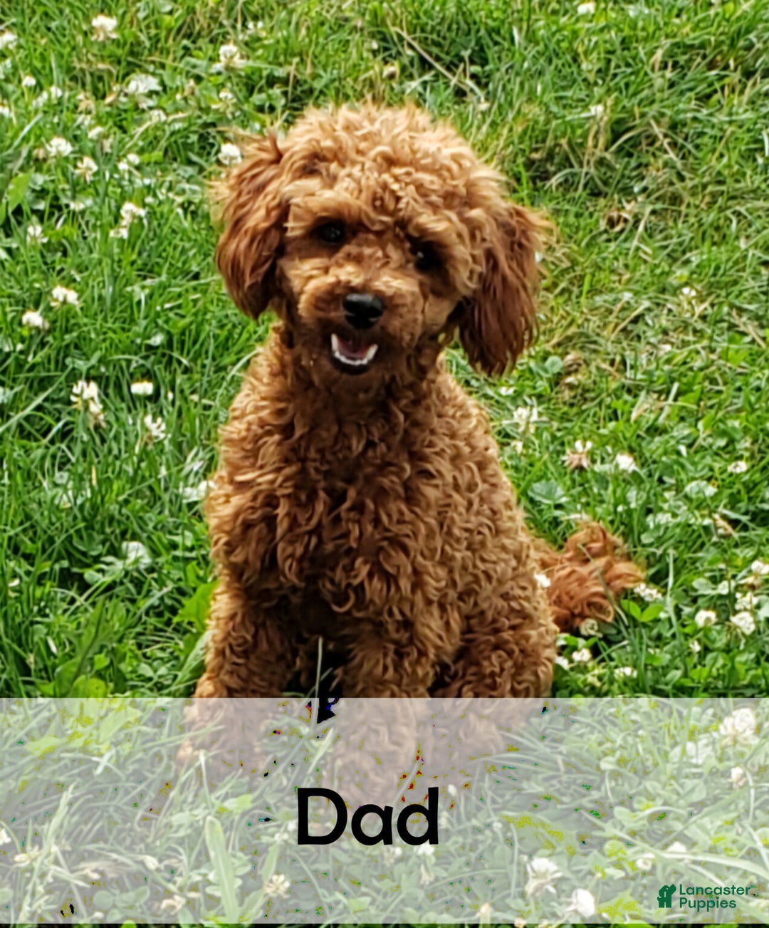 Goldendoodle dogs for sale: Courtney - Ad 10