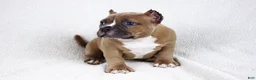 American Bully dogs for sale: Fawn Female - Ad 8