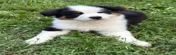 Australian Shepherd dogs for sale: Bandit - Ad 4