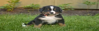 Fenton