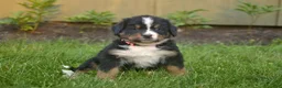 Bernese Mountain Dog dogs for sale: Fenton - Ad 1