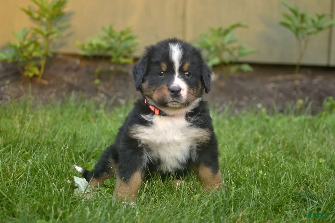 Bernese Mountain Dog dogs for sale: Fenton - Ad 1