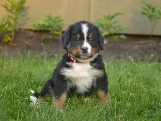 Bernese Mountain Dog dogs for sale: Fenton - Ad 2