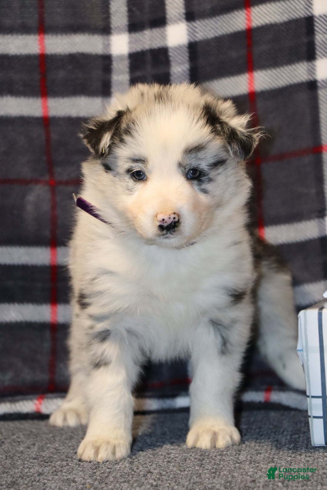 Border Collie dogs willow - Ad 2