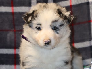 Border Collie dogs willow - Ad 3