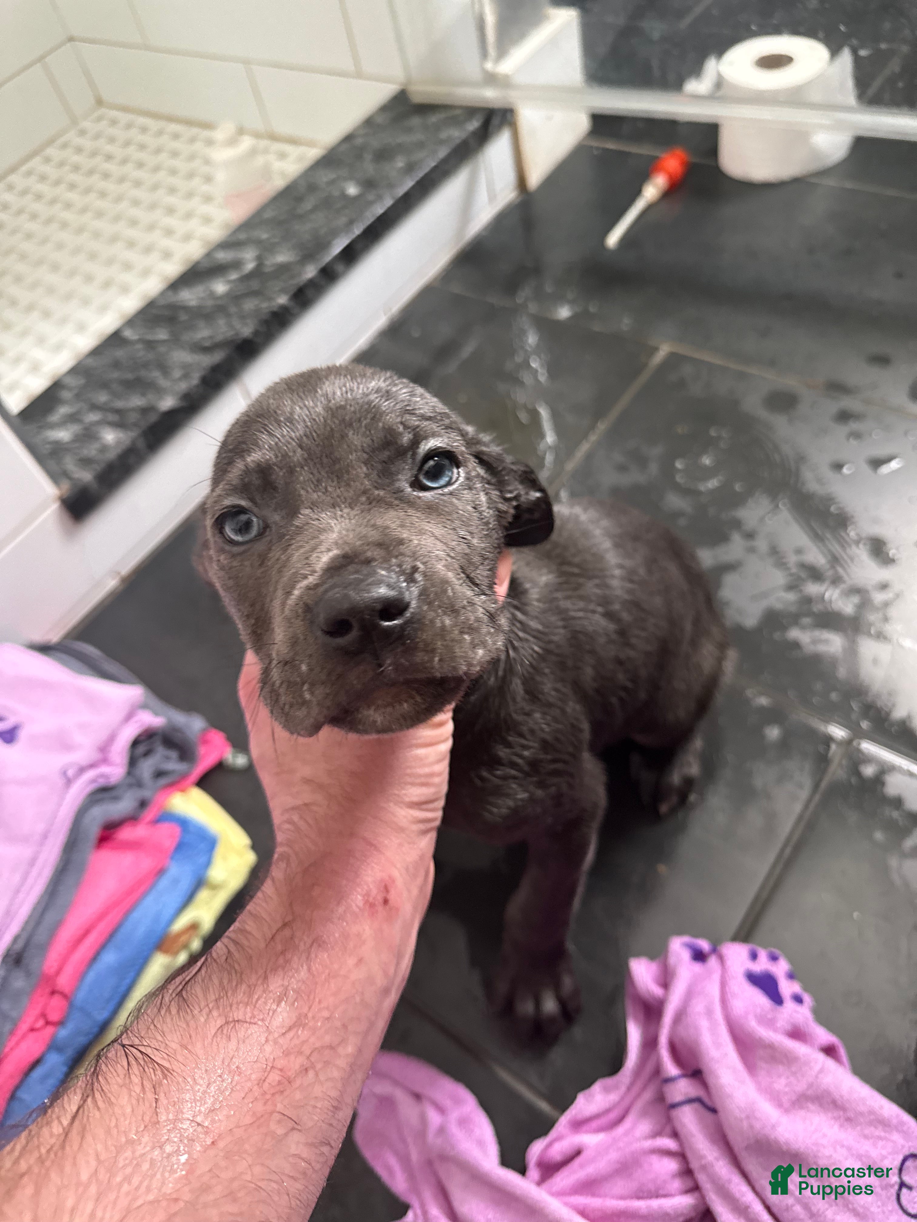 Cane Corso dogs Cane Corso Puppy 6 - Ad 1