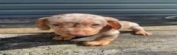 Miniature Dachshund dogs for sale: Dolly - Ad 9