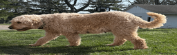 Goldendoodle dogs for sale: Aspen - Ad 4