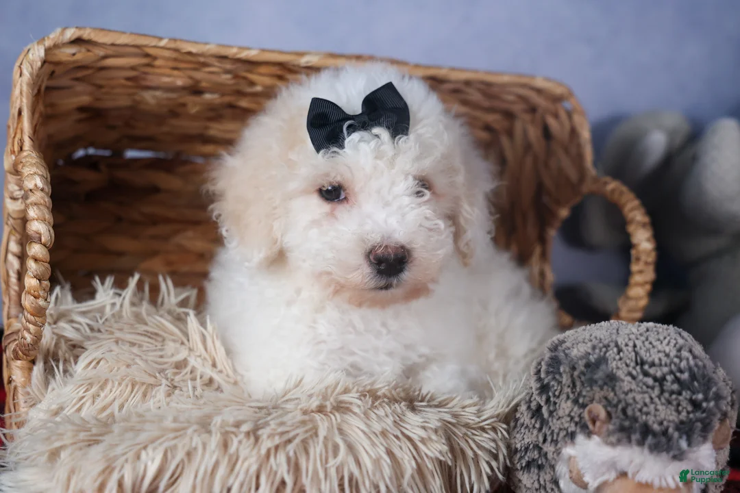 Bichpoo dogs for sale: Carmel - Ad 15