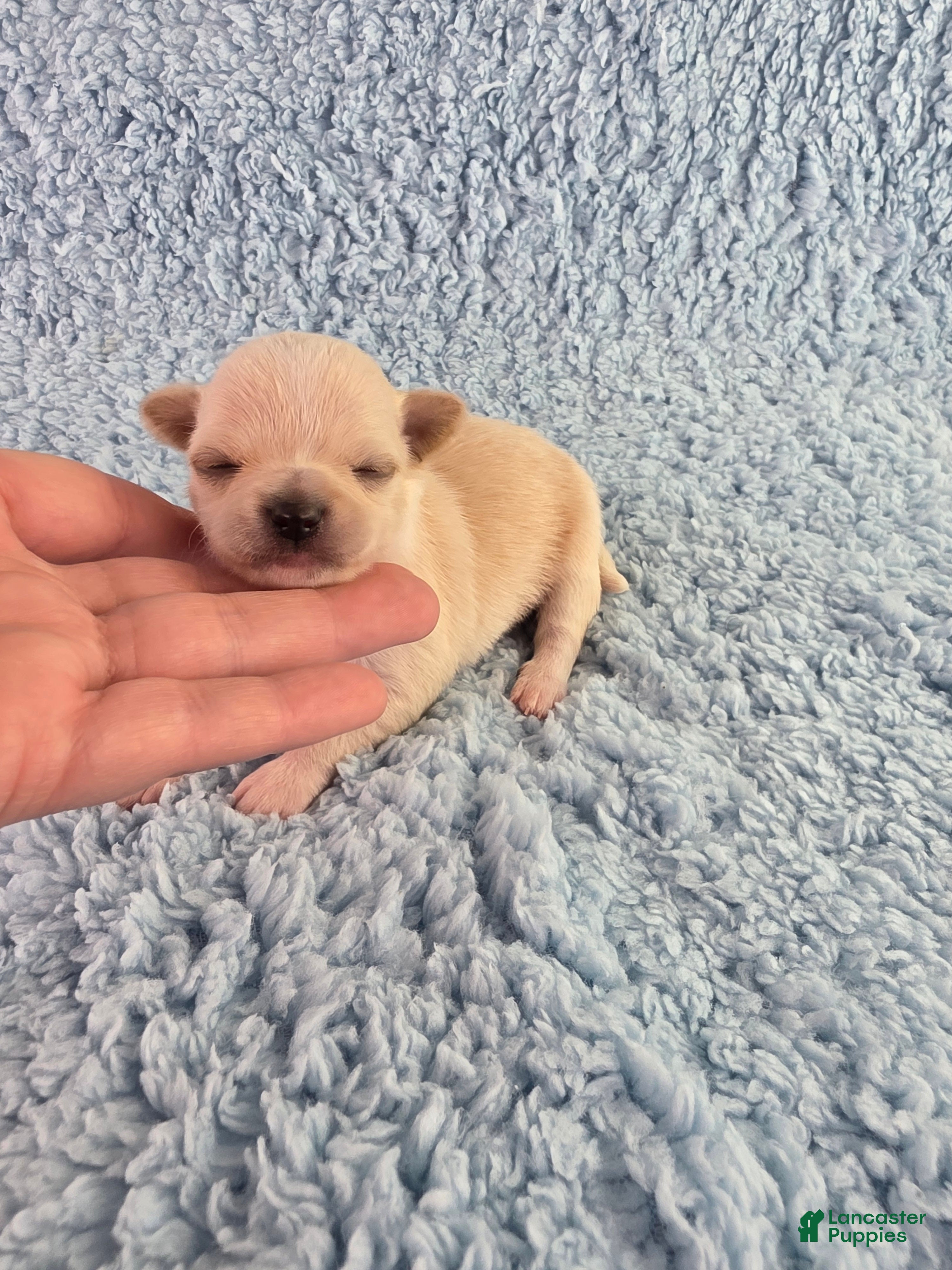 Chihuahua dogs AKC Russell  - Ad 1