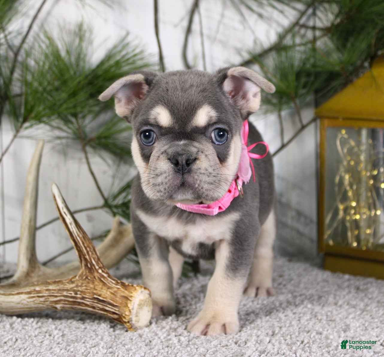 French Bulldog dogs Lola - Ad 2