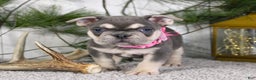 French Bulldog dogs for sale: Lola - Ad 2