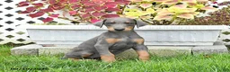 Doberman Pinscher dogs for sale: Pearl - Ad 1