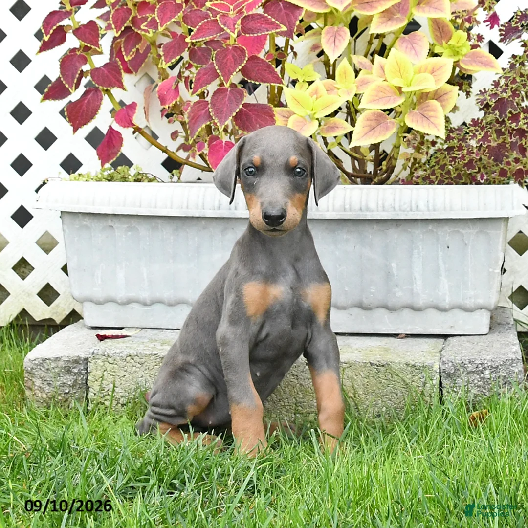 Doberman Pinscher dogs for sale: Pearl - Ad 1