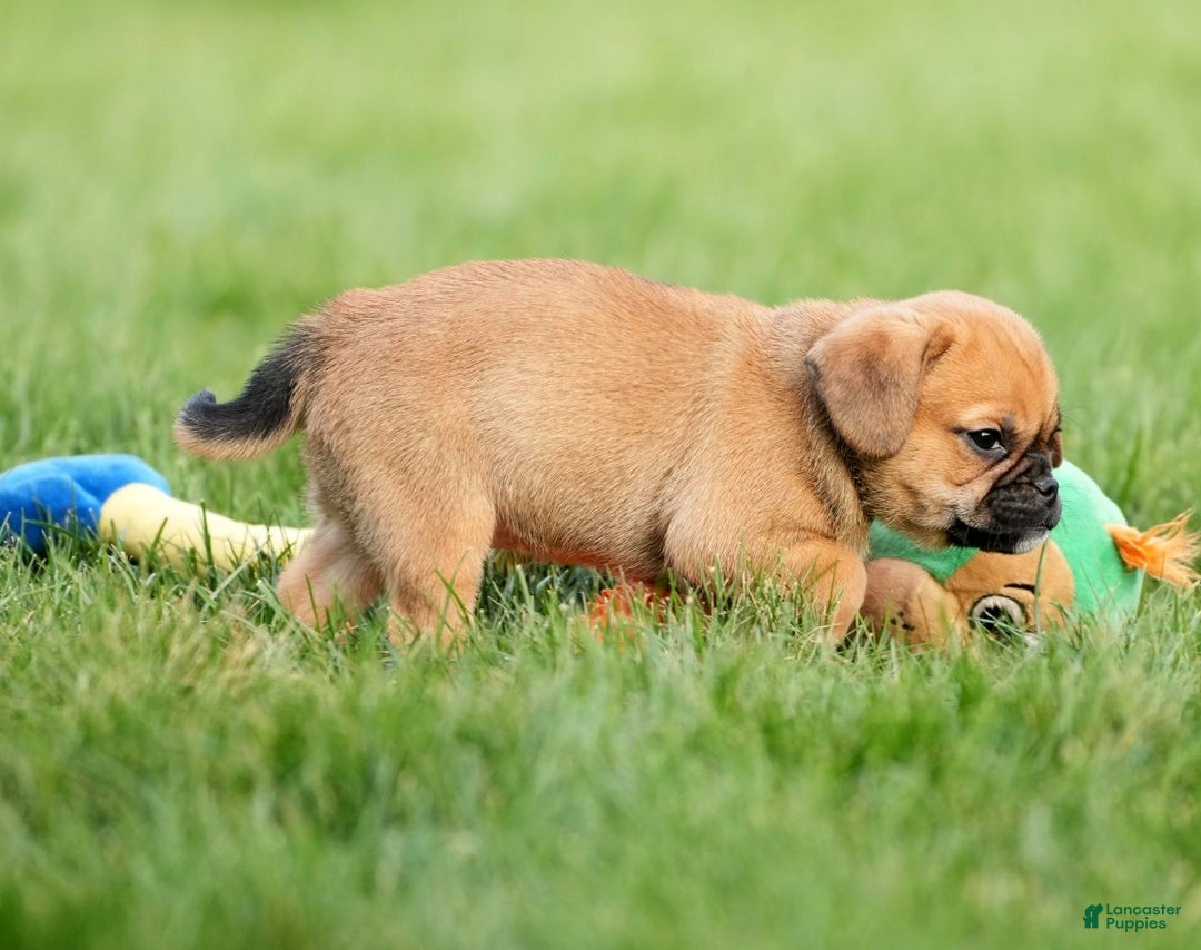 Puggle dogs for sale: Morgan - Ad 5