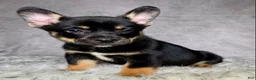 Mixed Breed dogs for sale: Mr. Hunter  - Ad 6