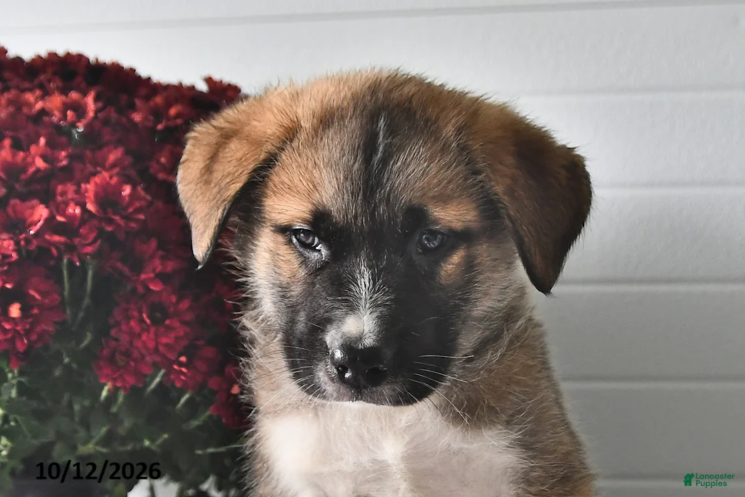 Mixed Breed dogs for sale: Samson - Ad 2