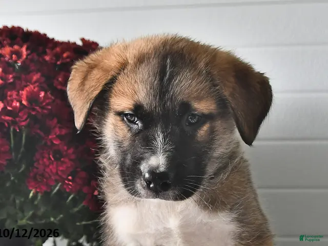 Mixed Breed dogs for sale: Samson - Ad 2