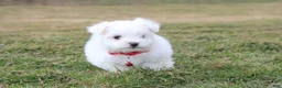 Maltese dogs for sale: Button  - Ad 9