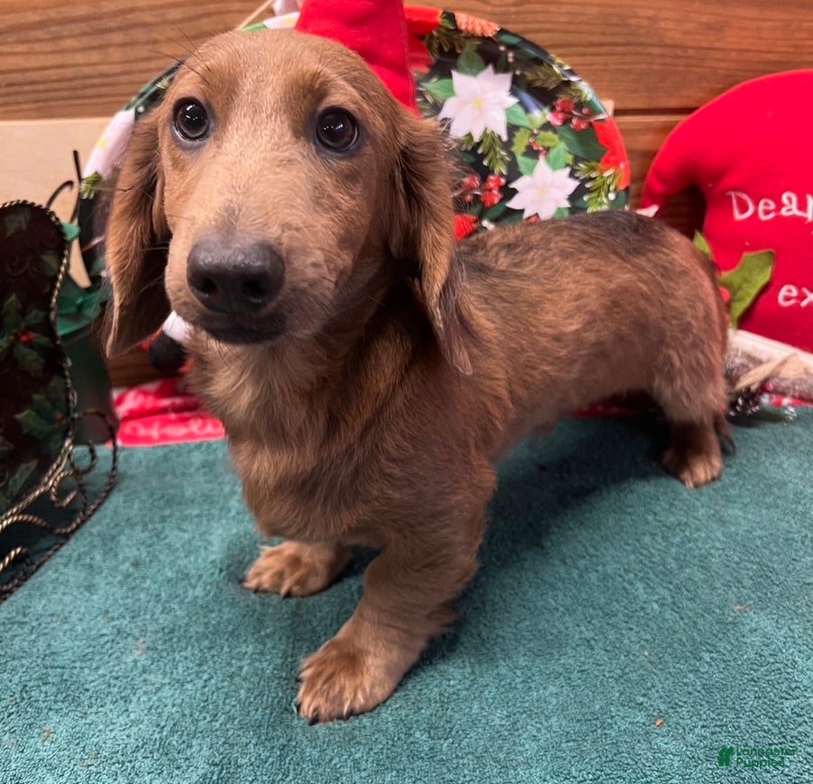 Dachshund dogs Bubba - Ad 38