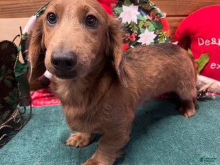 Dachshund dogs Bubba - Ad 38