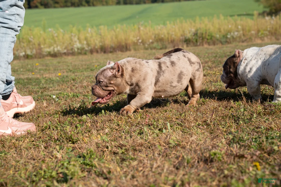 American Bully dogs for sale: Lilac male - Ad 2