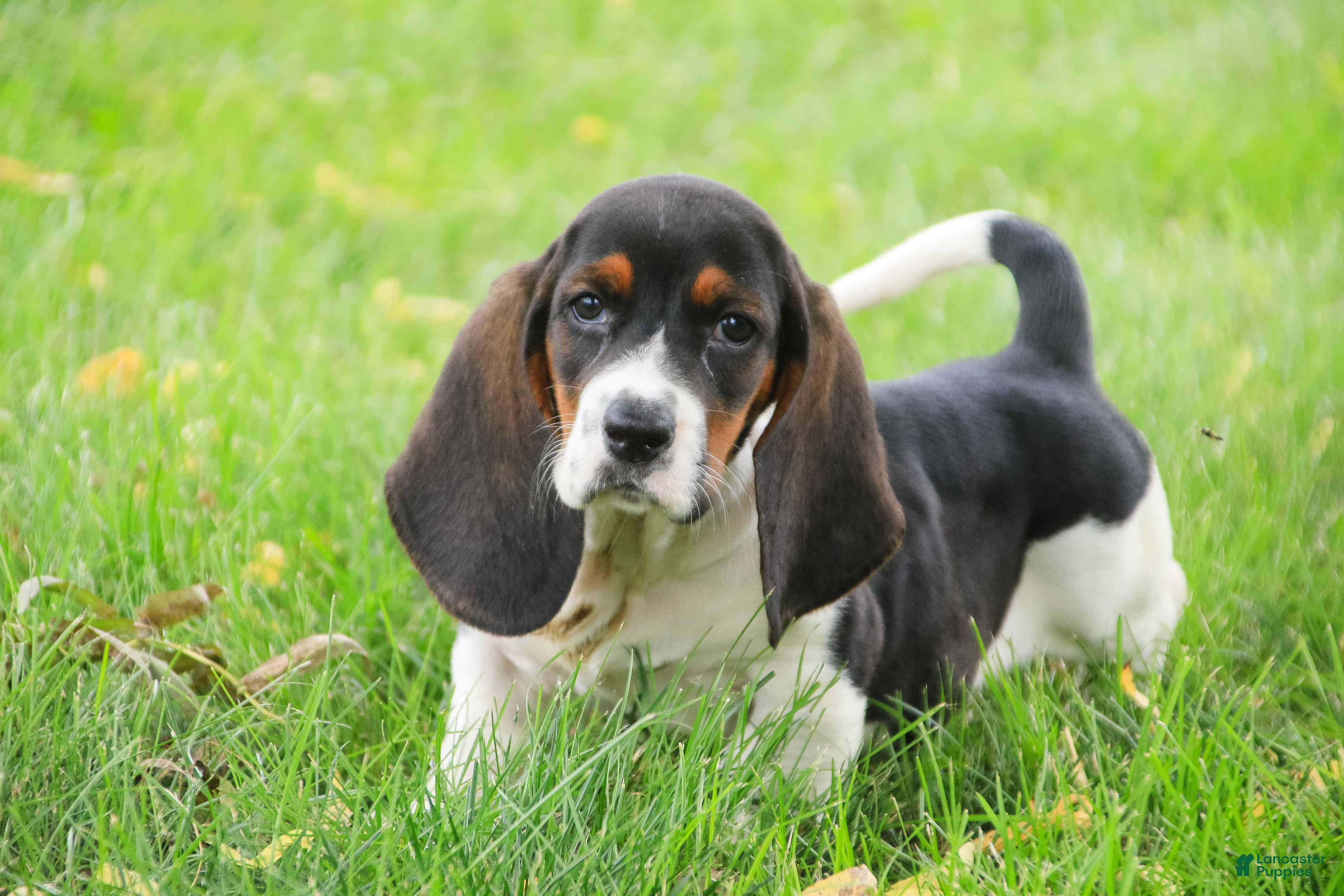 Basset Hound dogs Millicent - Ad 1