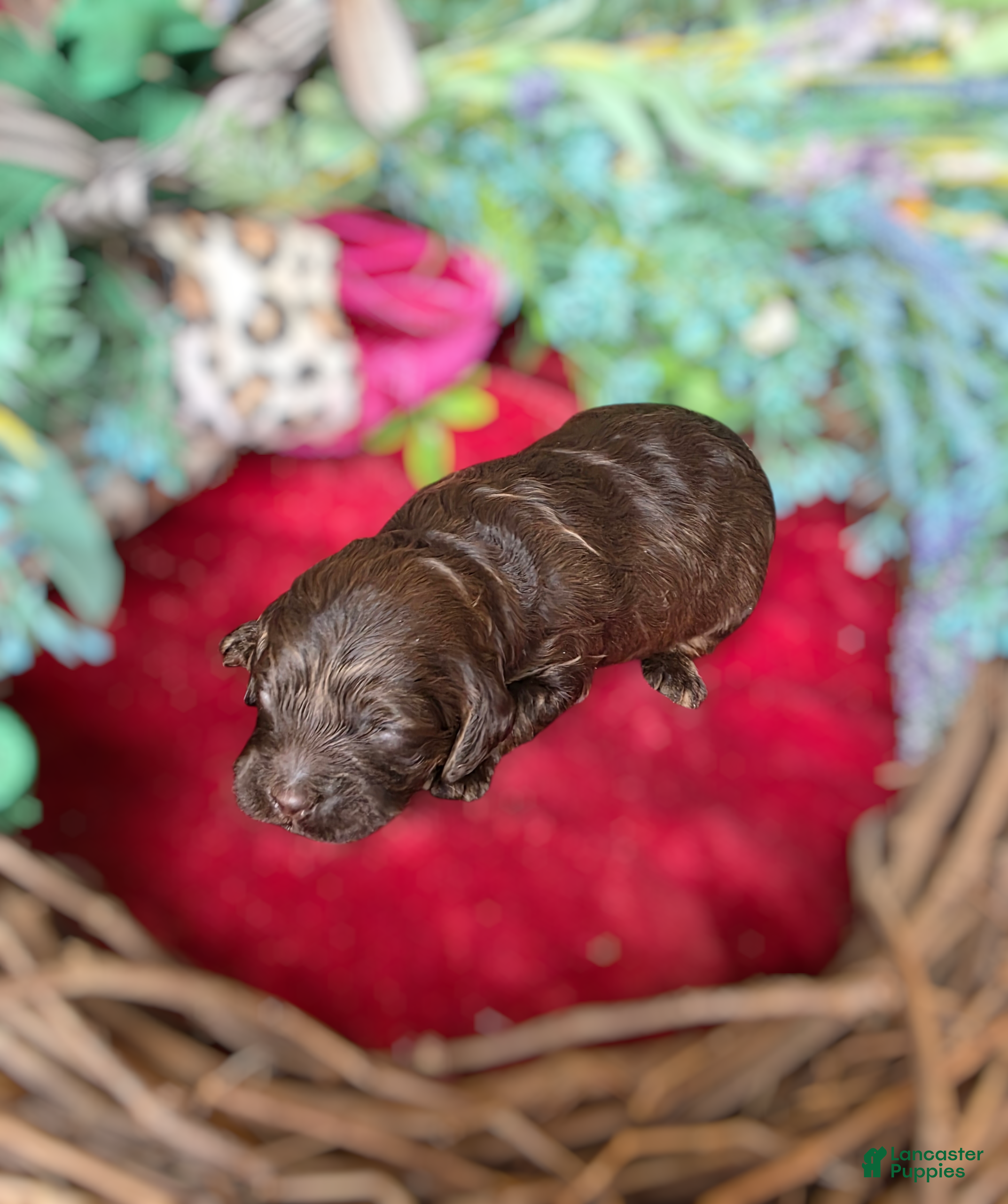 Cockapoo dogs Cockapoo Puppy 2 - Ad 28