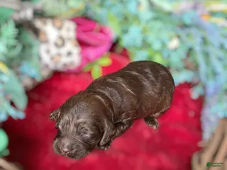 Cockapoo dogs Cockapoo Puppy 2 - Ad 23