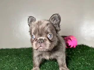 French Bulldog dogs for sale: Molly - Ad 2