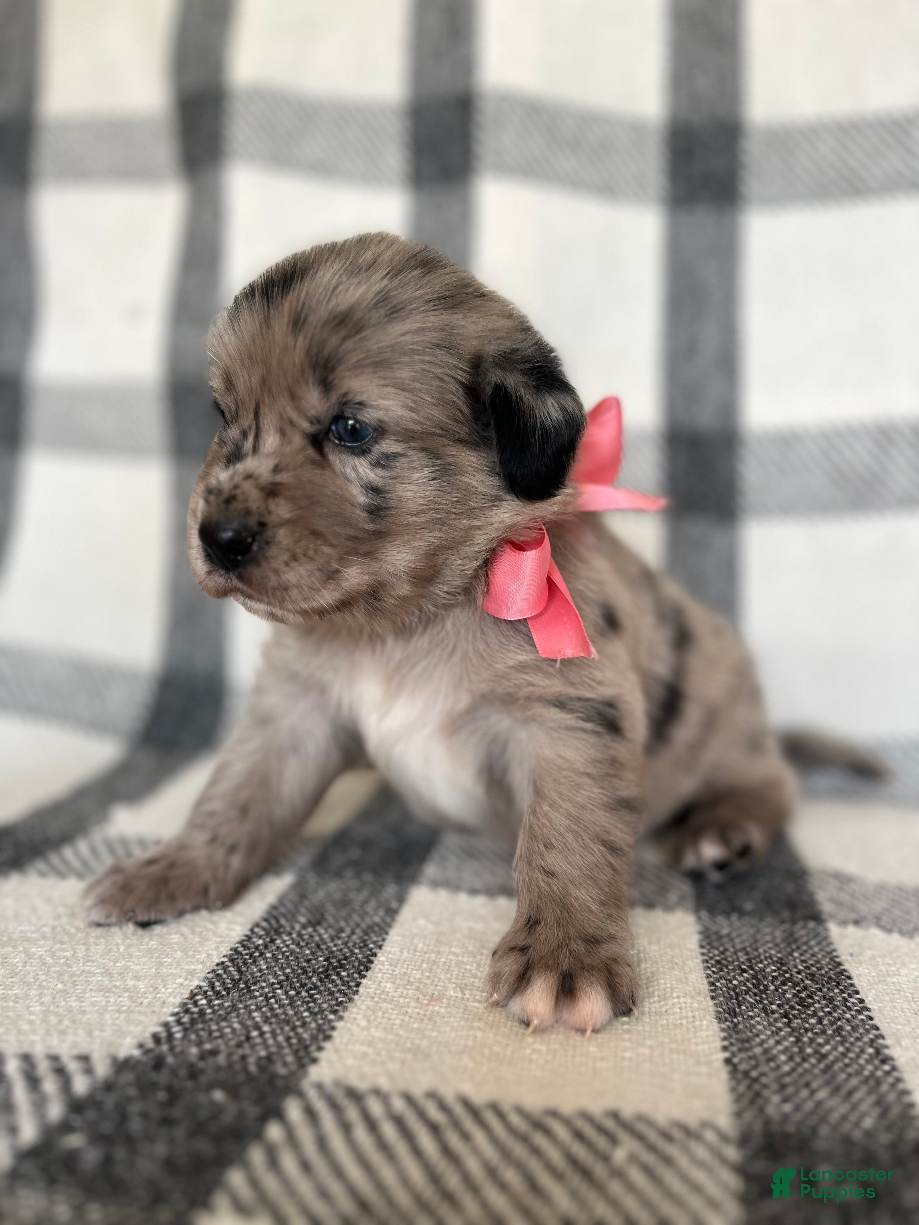 Mixed Breed dogs Bailey - Ad 2