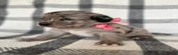 Mixed Breed dogs for sale: Bailey - Ad 2