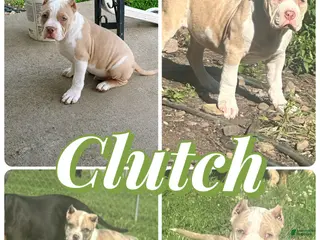 American Bully dogs Clutch - Ad 15