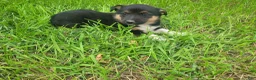 Mixed Breed dogs for sale: Stacy  - Ad 3