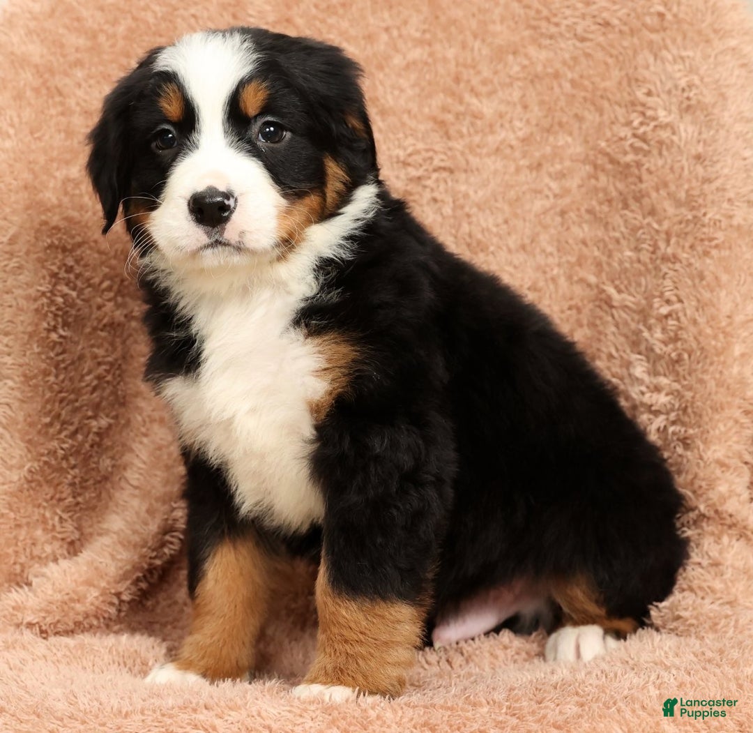 Bernese Mountain Dog dogs for sale: Clay - Ad 2