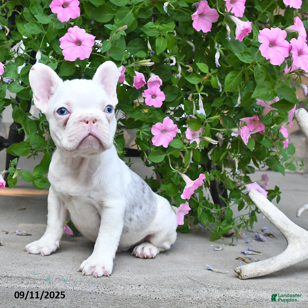 French Bulldog dogs for sale: Fritz - Ad 1