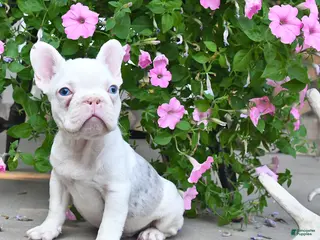 French Bulldog dogs Fritz - Ad 39