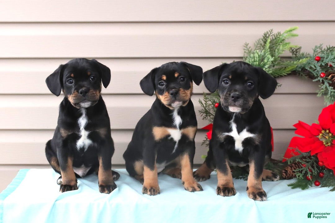 Mixed Breed dogs for sale: Annie - Ad 4