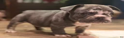 French Bulldog dogs for sale: Oreo - Ad 4