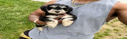 Miniature Schnauzer dogs for sale: Cookie and Cream - Ad 2