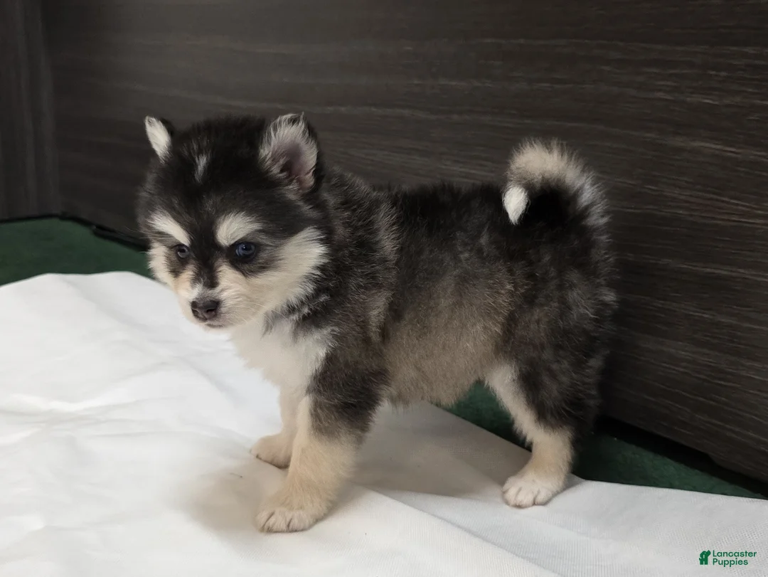Pomsky dogs for sale: Leo - Ad 3