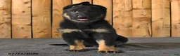 German Shepherd dogs for sale: Fin  - Ad 4