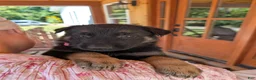 German Shepherd dogs for sale: ♥️SWEET RUBY♥️ - Ad 11