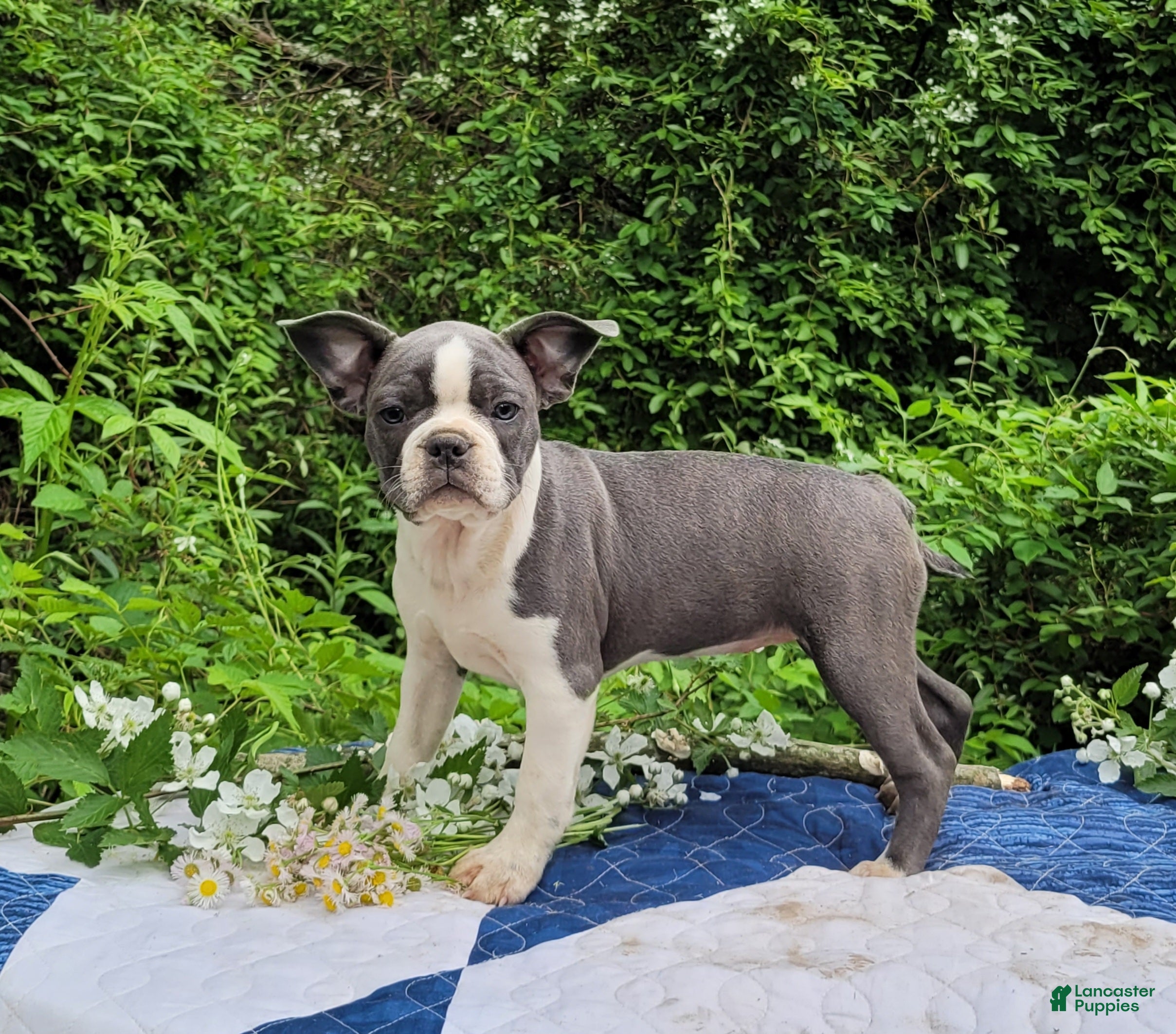 Frenchton dogs Oli Pop - Ad 2