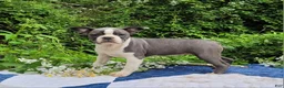 Frenchton dogs for sale: Oli Pop - Ad 2